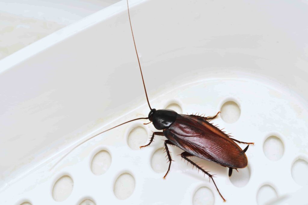 Cockroach Control Services Malaysia