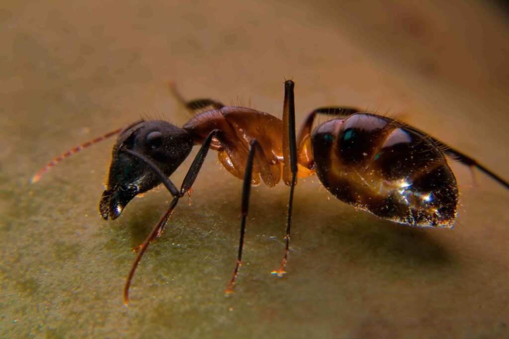 Hire A Professional Ants Control Service in Malaysia​