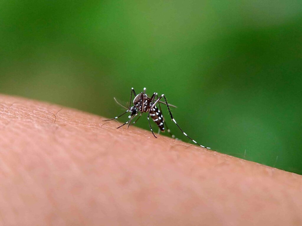 Mosquito Controls Service Malaysia