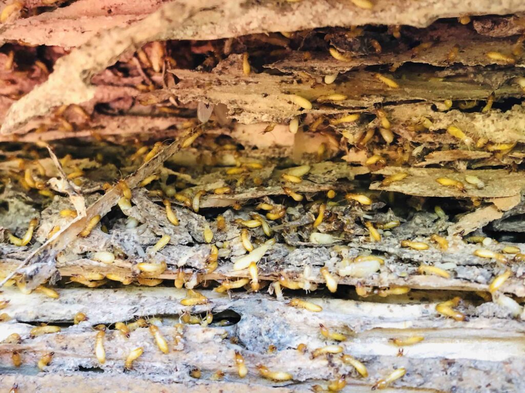 Termite Control service in Malaysia