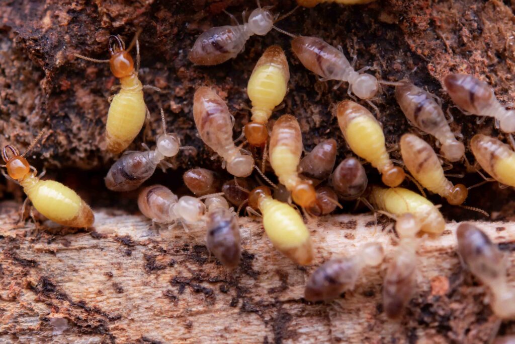 Termite Controls service Malaysia