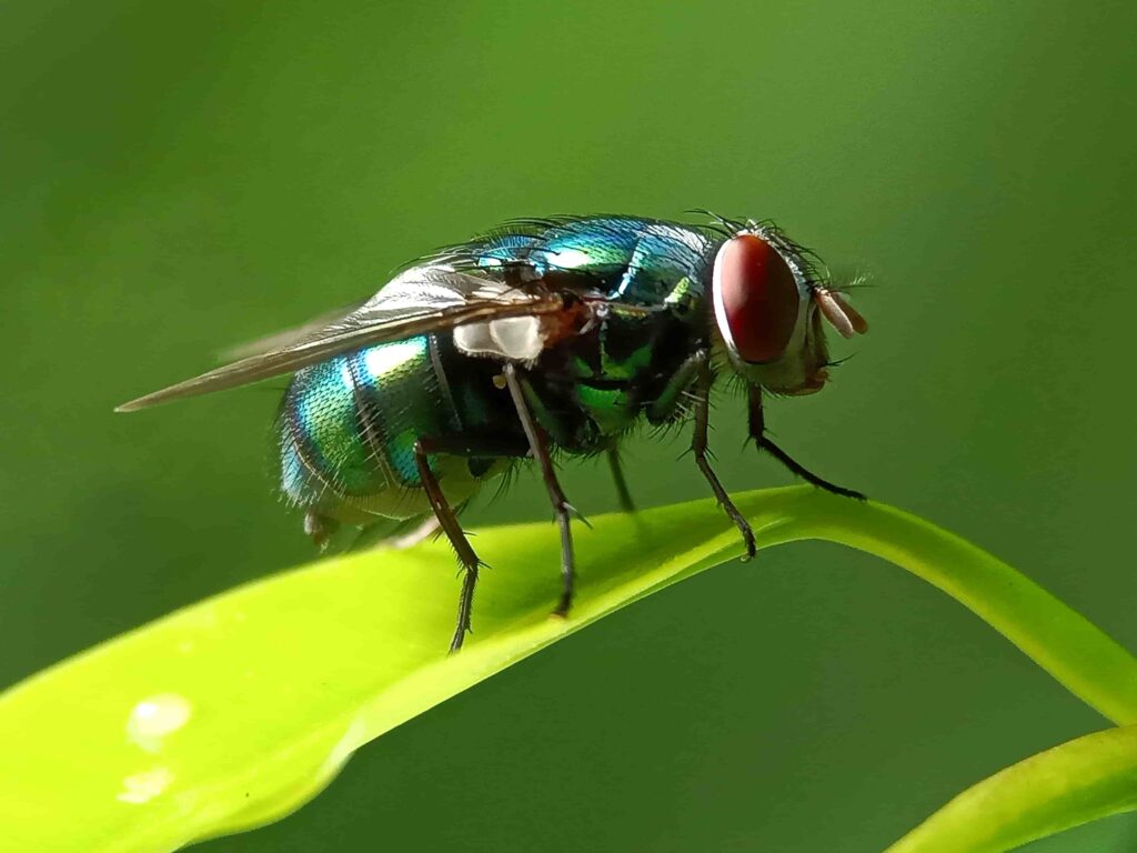flies control service in malaysia